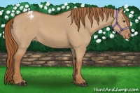 Horse Color:Red Dun Appaloosa 