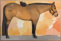 Horse Color:Buckskin 