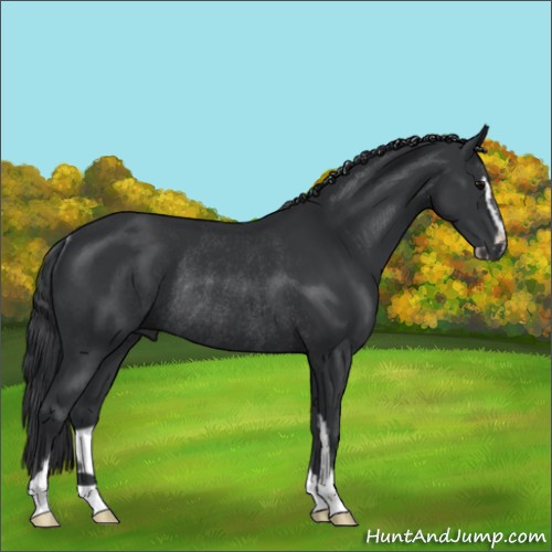 Horse Color:Black Sabino Rabicano 