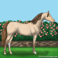 Horse Color:Gray Perlino Roan Dun 