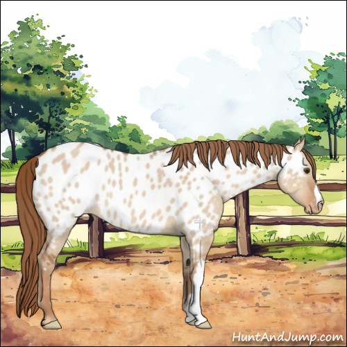 Horse Color:Red Dun Near Leopard 
