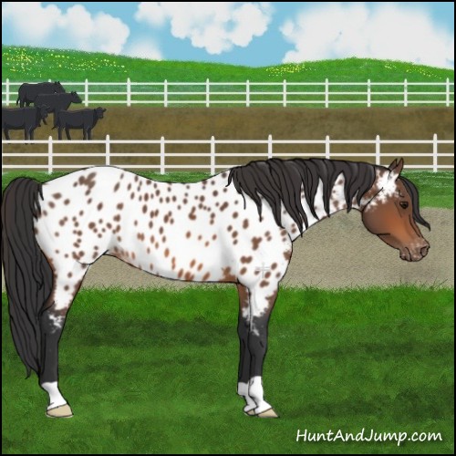 Horse Color:Bay Appaloosa 
