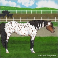 Horse Color:Bay Appaloosa 