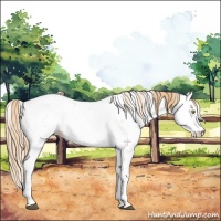 Horse Color:White Spotted Red Dun Pearl Appaloosa 