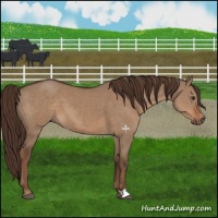 Horse Color:Liver Red Dun