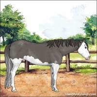 Horse Color:Grullo Splash Varnish 