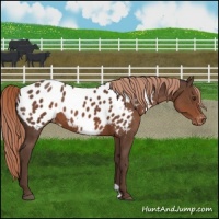 Horse Color:Liver Chestnut Near Leopard 