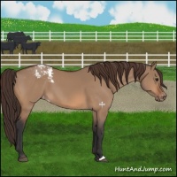 Horse Color:Bay Dun Snowcap 
