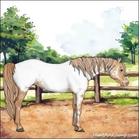 Horse Color:White Spotted Red Dun Appaloosa 