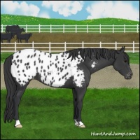Horse Color:Black Near Leopard 