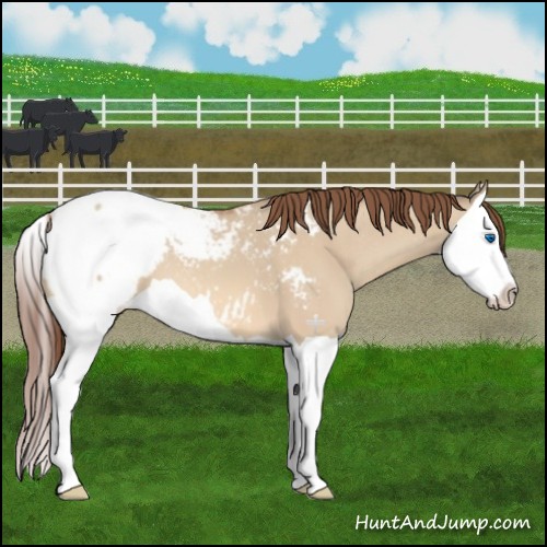 Horse Color:Amber Champagne Dun Splash Appaloosa 