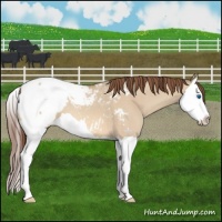 Horse Color:Amber Champagne Dun Splash Appaloosa 