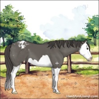 Horse Color:Grullo Splash Appaloosa 