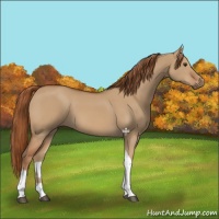 Horse Color:Red Dun Tobiano 