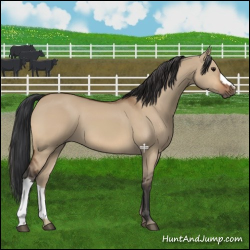Horse Color:Bay Dun 