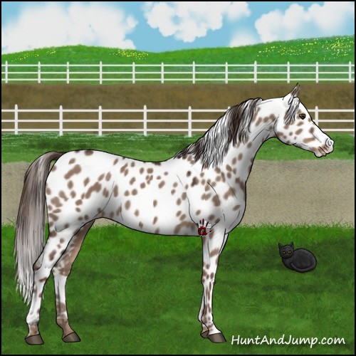 Horse Color:Liver Red Dun Leopard