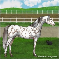 Horse Color:Liver Red Dun Leopard 