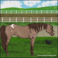 Horse Color:Liver Red Dun Varnish