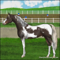 Horse Color:Liver Chestnut Tobiano Frame 