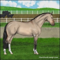 Horse Color:Bay Dun