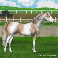Horse Color:White Spotted Red Dun Splash 