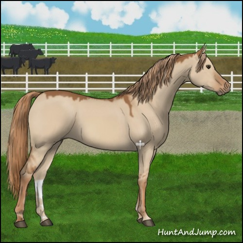 Horse Color:Red Dun 
