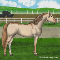 Horse Color:Red Dun 