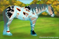 Horse Color:Thunderstruck Amber Champagne Sabino Splash Appaloosa 