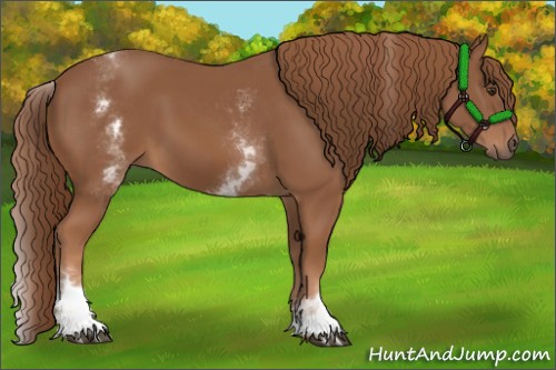 Horse Color:White Spotted Chestnut Sabino 