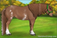 Horse Color:White Spotted Chestnut Sabino 
