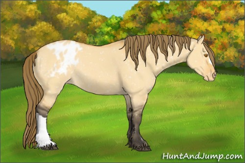 Horse Color:Buckskin Dun Appaloosa Rabicano 