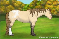 Horse Color:Buckskin Dun Appaloosa Rabicano 