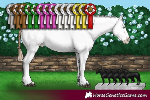 Horse Color:Buckskin Roan Appaloosa Rabicano 