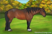 Horse Color:Bay Rabicano 