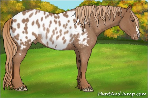 Horse Color:Red Roan Appaloosa Rabicano 