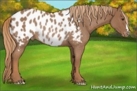 Horse Color:Red Roan Appaloosa Rabicano