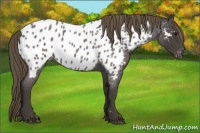 Horse Color:Smoky Blue Roan Appaloosa 