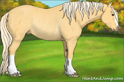 Horse Color:Palomino Rabicano