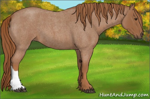 Horse Color:Red Roan