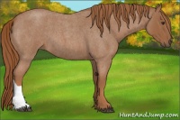 Horse Color:Red Roan
