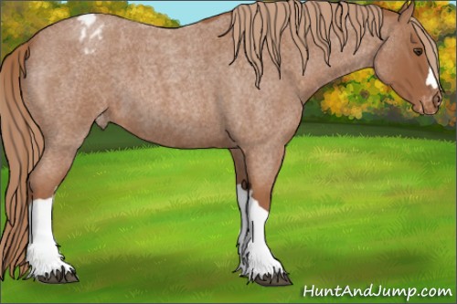 Horse Color:Red Roan Varnish 