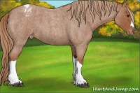 Horse Color:Red Roan Appaloosa 