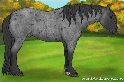 Horse Color:Blue Roan Rabicano