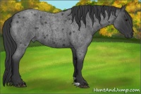Horse Color:Blue Roan Rabicano