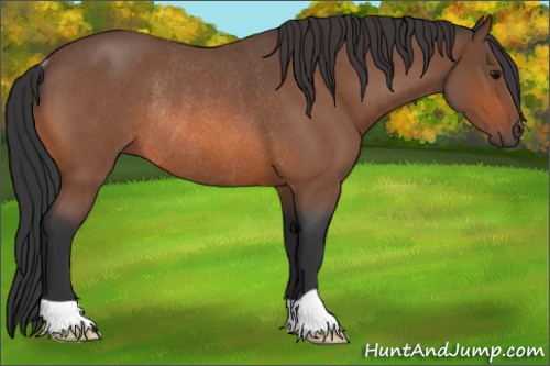 Horse Color:Bay Roan Rabicano