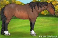 Horse Color:Bay Roan Rabicano