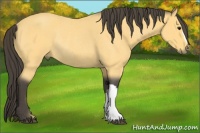 Horse Color:Buckskin Roan Rabicano 