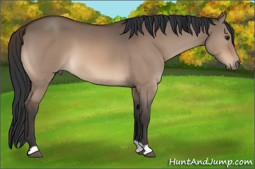 Horse Color:Brown Dun 
