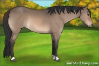 Horse Color:Brown Dun 