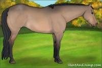 Horse Color:Brown Dun 